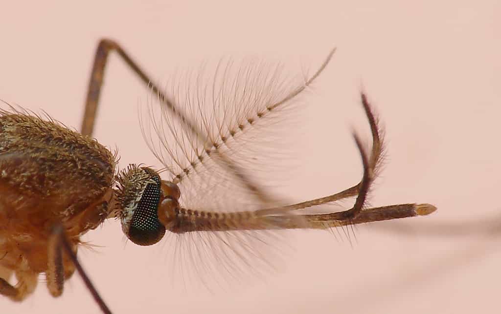 Les moustiques préparent leur assaut, cet été encore. Déjouons leur attaque.&nbsp;© Ed..., Flickr, cc by nc sa 2.0