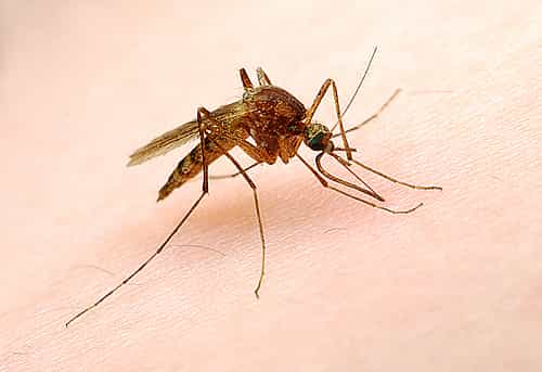 Les moustiques survivent aux gouttes d'eau. Pas si surprenant de la part d'un animal dont la larve est aquatique !&nbsp;© StoneHorse Studios, Flickr, cc by nc sa 2.0