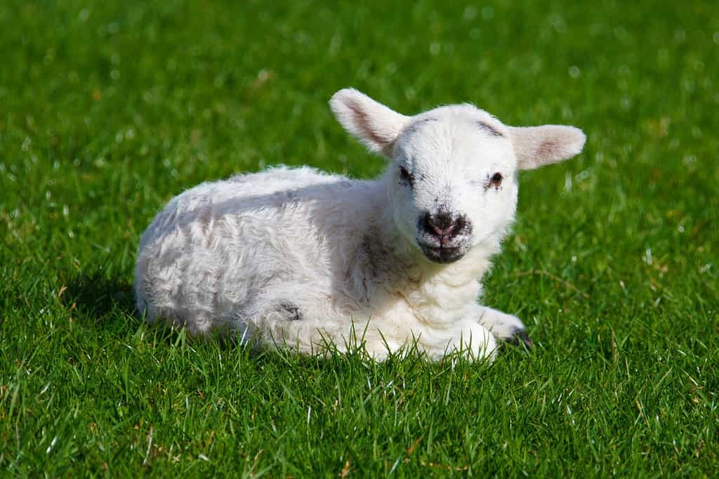 En injectant un gène d'une protéine fluorescente dans le génome d'un animal, il devient facile de repérer les cellules où il est activé. L'animal — souris, mouton ou autre — peut alors servir de modèle pour des expériences diverses, par exemple médicales dans le cas de Rubis, une agnelle qui devait ressembler à ce jeune mouton. © PublicDomainPictures, Pixabay, DP