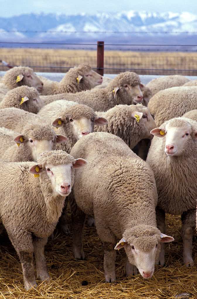 Le virus de Schmallenberg s'est principalement attaqué aux moutons, puisque 172 cas des 186 détectés en Allemagne concernent l'ovin. Cependant, puisque les dégâts se manifestent à la naissance et que la période de gestation des vaches est plus longue, on pourrait constater une mortalité importante aux mois de février et mars chez les bovins. © Agriculture Research Service, Wikipédia, DP
