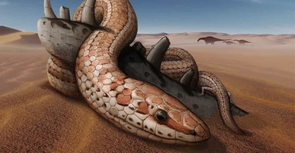 Des paléontologues ont mis la main sur des fossiles de Najash qui leur permettent de mieux comprendre l’évolution du serpent. © Raúl O. Gómez, Université de Buenos Aires