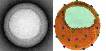 Les nanoéponges mesurent 85 nanomètres de diamètre. Elles sont constituées d'une particule polymérique entourée par une membrane de globule rouge. À gauche : image de microscopie électronique d'une nanoéponge. À droite : représentation schématique d'une nanoéponge. Les points colorés en bleu, violet et vert représentent les toxines qui s'attachent au dispositif. © Zhang et al., Nature Nanotechnology