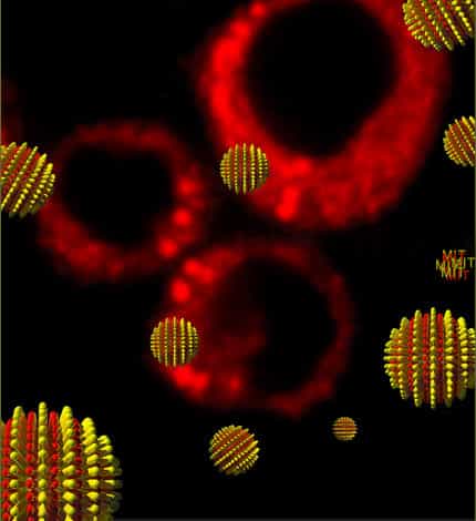 A l'arrière plan, en rouge, des cellules ayant absorbées des nanoparticules porteuses de substances fluorescentes.Crédit : Francesco Stellacci, Darrell Irvine, MIT