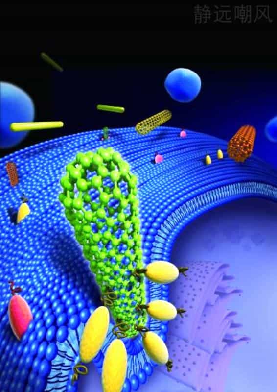 Un schéma montrant un nanotube de carbone subissant une endocytose, pénétrant la membrane d'une cellule. © Huajian Gao Lab Brown University