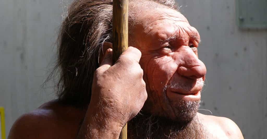 Une nouvelle espèce humaine a peut-être été découverte. Il pourrait s'agir d'un cousin plus éloigné que Néandertal. Ici une reconstitution de Néandertal. © Erich Ferdinand, Flickr, CC by 2.0