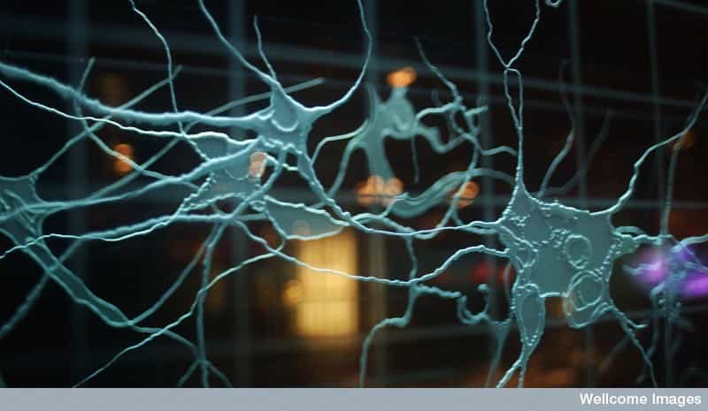 Les neurones situés dans le cerveau sont responsables des phases de sommeil et de la mémoire. © Wellcome Library, London, CC by-nc 2.0