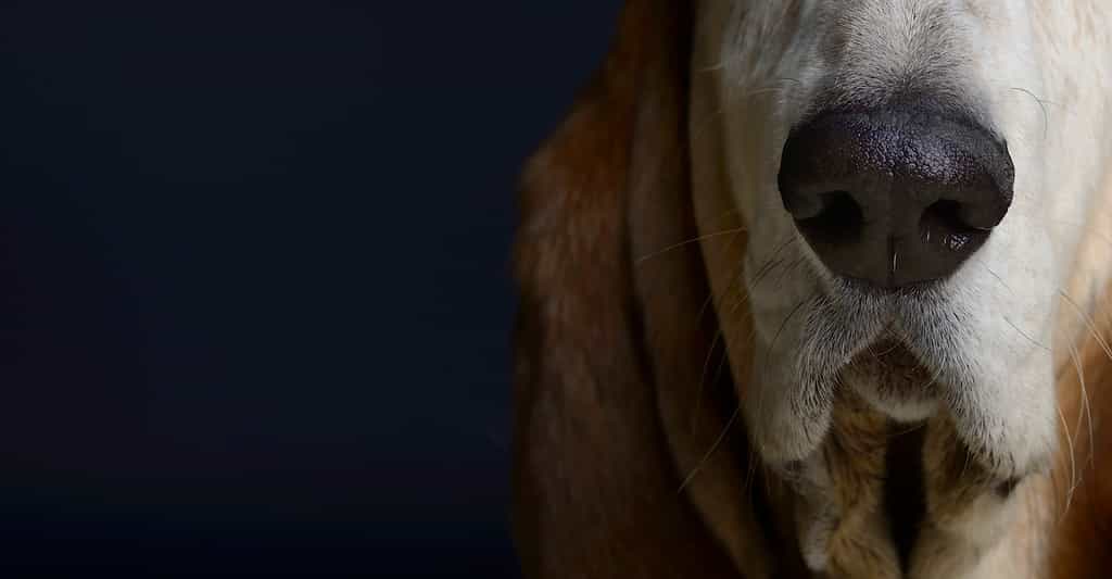 Des chercheurs du Massachusetts Institute of Technology (MIT, États-Unis) tentent de mettre au point un nez artificiel qui pourrait rivaliser avec les capacités de détection de maladies des chiens. © Gerhard Seybert, Adobe Stock