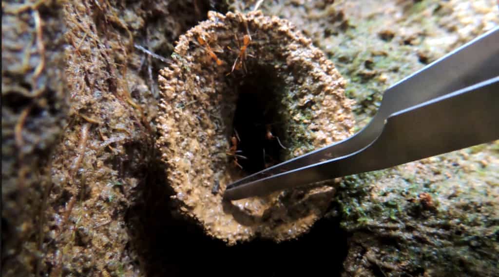 Au cœur d'une colonie de Malagidris sofina, une fourmi d'une autre espèce est introduite à la pince. Un soldat emporte alors l'intruse aux abords du nid en forme d'entonnoir et se jette avec elle dans le vide. © Jackson Helms, Université d'Oklahoma