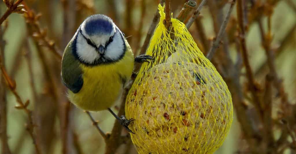 Des chercheurs américains se sont intéressés aux conséquences d’une habitude très répandue : nourrir les oiseaux sauvages dans son jardin. Ils ont découvert que nos interactions avec la nature ne s’arrêtent pas au simple fait de déposer des graines dans une mangeoire. © wpoeschl, Pixabay, CC0 Creative Commons