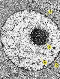 Nucléole (c) dans un noyau cellulaire.&nbsp;Crédits : Université de Tours - Faculté de médecine.
