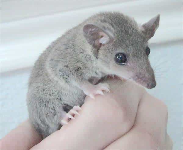 L'ancêtre des marsupiaux (comme ce didelphidé) était-il social ? © Dawson, Wikimedia, CC by-sa 2.5