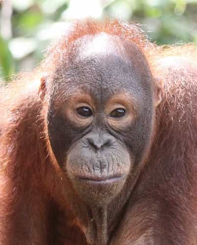 L'orang-outan de Bornéo est sur la liste rouge de l'UICN, dans la catégorie des espèces en danger. &copy; Daniel Kleeman, Flickr, cc by 2.0