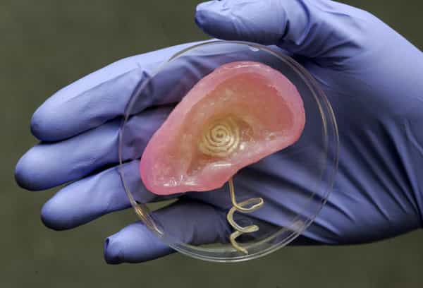 Cette oreille bionique, dix semaines après son impression 3D, ressemble fortement à une oreille humaine, mais dispose de capacités différentes. C'est peut-être le premier organe bionique d'une longue série. © Frank Wojciechowski, université de Princeton