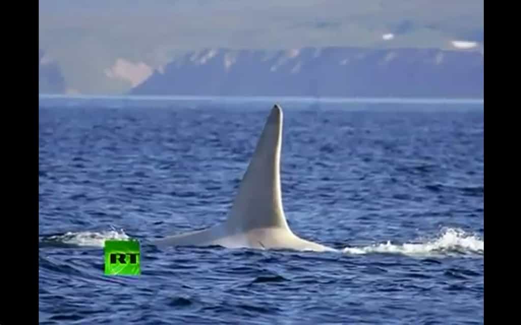 Cette orque albinos a été baptisée Iceberg. Elle est âgée de 16 ans, vit au large des côtes du Kamtchatka en Russie. C'est la première orque albinos jamais vue. © Capture d’écran, Russia Today