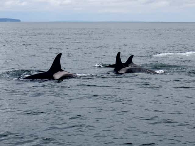 La mer des Salishs abritait 88 orques en 2011. Dans cette même région, près de 50 spécimens ont été capturés vivants&nbsp;entre 1960 et 1970 pour être envoyés dans des aquariums ou des&nbsp;marinas. ©&nbsp;dejahthoris, Flickr, CC by-nc-sa 2.0