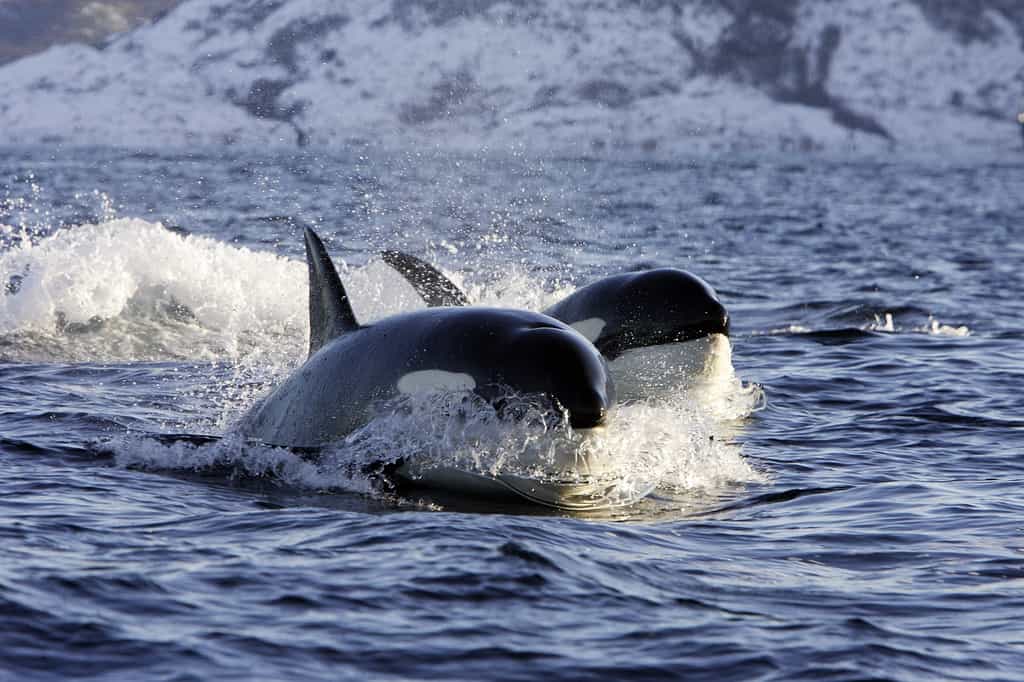 La nageoire dorsale des orques, des odontocètes ou cétacés à dents, peut atteindre 2 m de haut chez les mâles. © Pixaterra, Adobe Stock