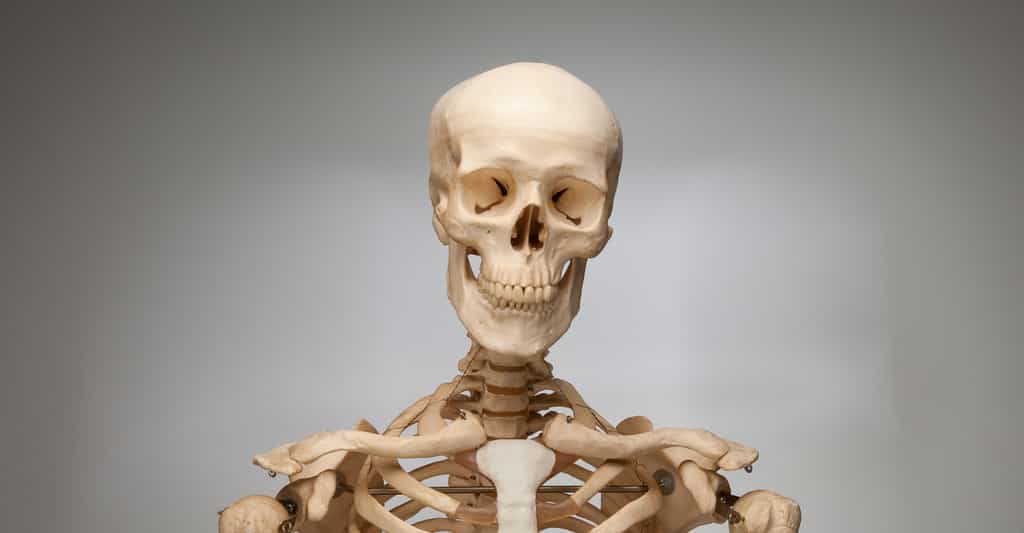 Combien y a-t-il d'os dans le corps humain ? © GG.Image, Shutterstock