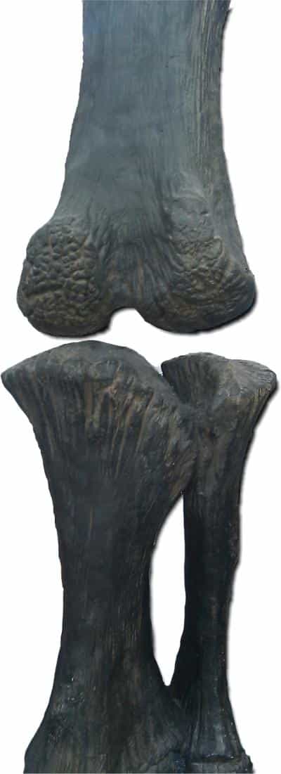 Les os de dinosaures retrouvés ne contiennent plus de cartilage épiphysaire. © Casey Holliday / Université of Missouri
