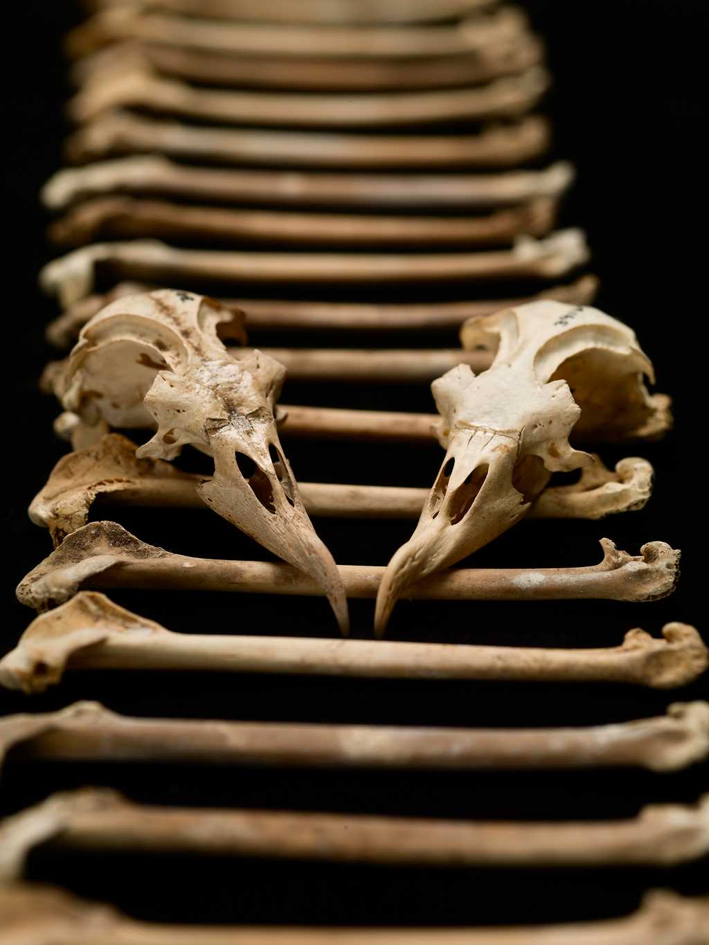 Des chercheurs ont récolté 17.000 ossements de pétrels des Hawaï et ont étudié leur composition chimique. Ils ont ainsi pu déterminer l'évolution du régime alimentaire de ces oiseaux marins sur 4.000 ans d'histoire. © Brittany Hance