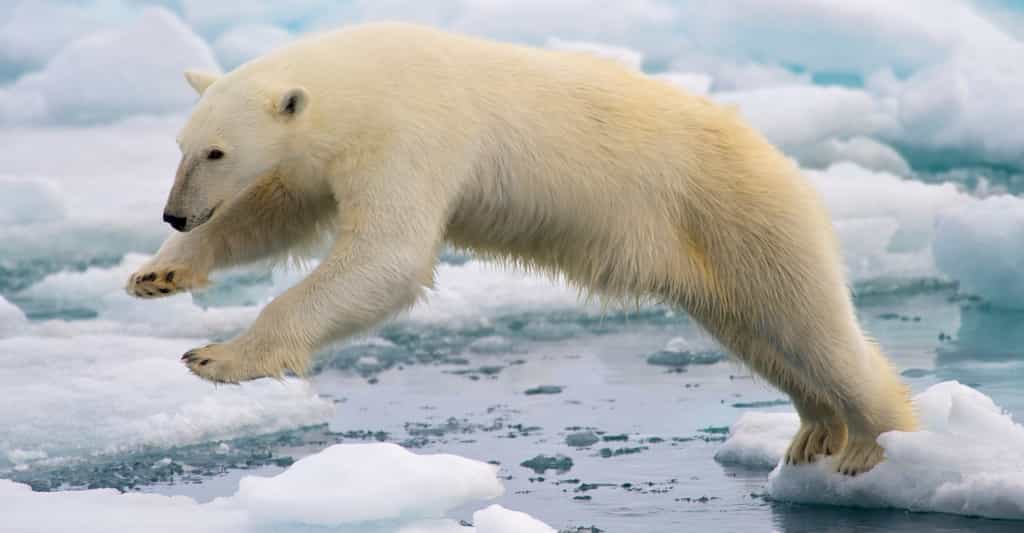 La banquise est une glace de mer dont la fonte n’impacte quasiment pas le niveau des océans. Ici, un ours polaire bondissant entre deux blocs de glace de la banquise fondante, sur l'île de Spitzberg, dans l'archipel norvégien de Svalbard.&nbsp;© Arturo de Frias Marques, Wikimedia Commons,&nbsp;CC by-sa 4.0