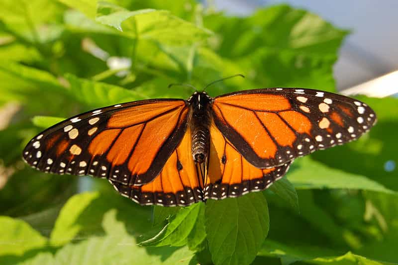 Le papillon monarque effectue à l'automne de grandes migrations vers le Mexique. Il est aussi capable, pour pondre ses oeufs, de choisir la plante la plus à même de protéger sa progéniture. © Derek Ramsey / Wikimedia Commons