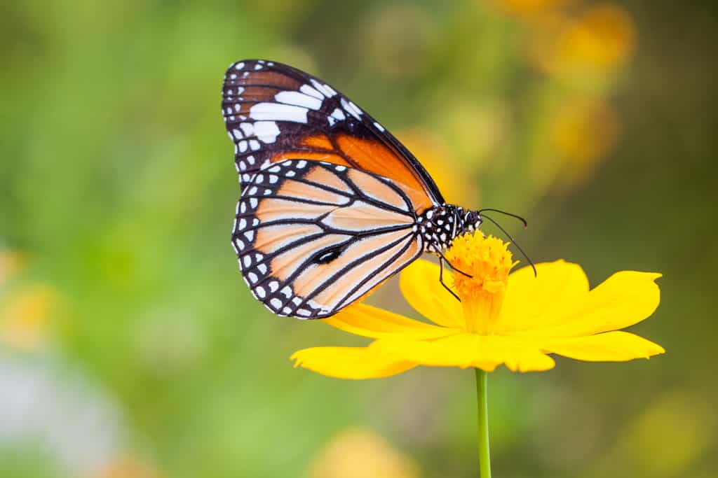 Les ocelles sur les ailes des papillons sont des motifs formés par les écailles pigmentées qui peuvent servir d'ornements de camouflage pour les prédateurs. © beerphotographer, Fotolia