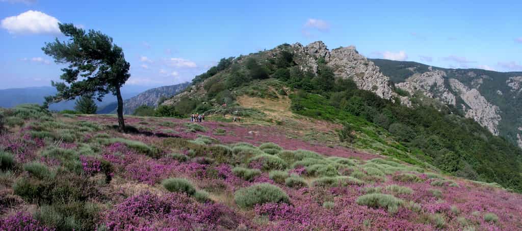 Paysage du Parc naturel régional du Haut-Languedoc, en Occitanie. Ici, la Palombière, près de Douch (Rosis, Hérault). © JYB Devot, Wikimedia Commons, CC by-sa 4.0  