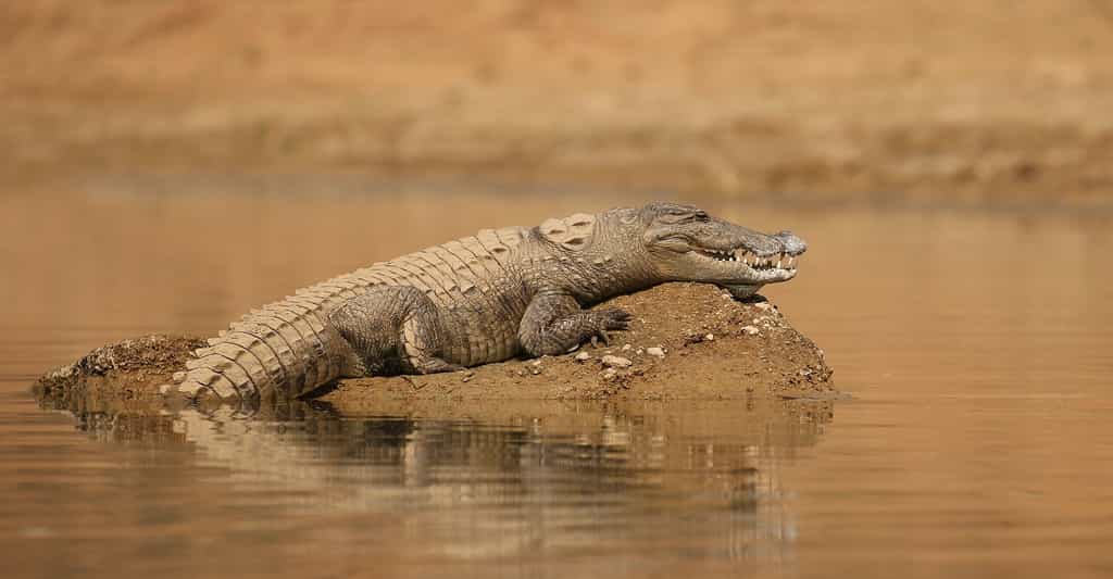 Le crocodile, on l'imagine paresseux et pas très futé. Un peu brut. Pourtant, des chercheurs affirment qu’il est capable d’utiliser des outils. Pour attraper de pauvres oiseaux sans défense. Le crocodile ne serait finalement… pas si bête ! © photocech, Adobe Stock