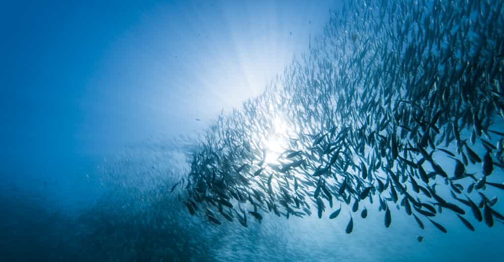 En se déplaçant en banc, la sardine se protège de certains prédateurs et économise de l’énergie. Et pour y arriver sans heurts, elle compte sur ce que les chercheurs appellent l’intelligence collective. Pas si bêtes, la sardine ! © Song Heming, Adobe Stock