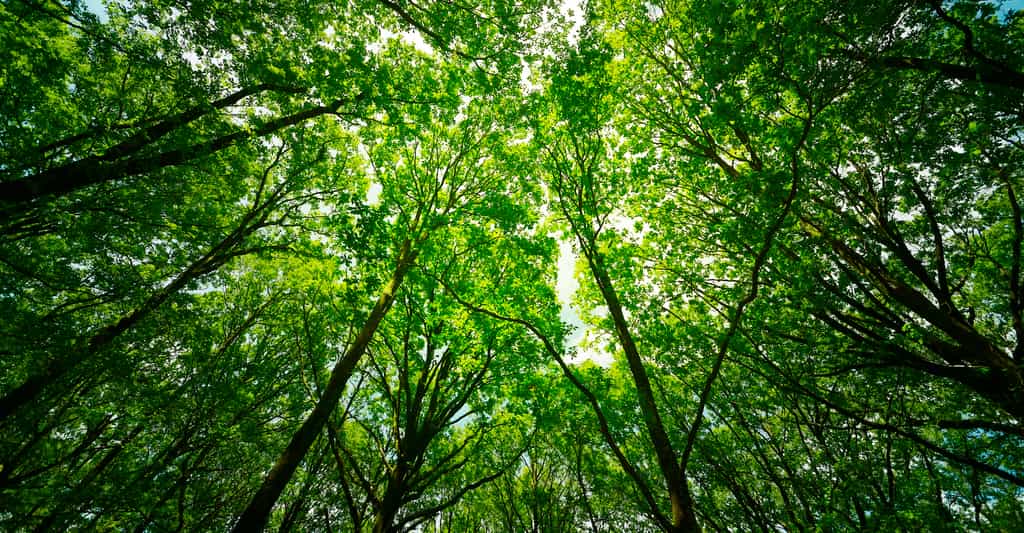 Des études avaient déjà entrevu le problème sur les forêts européennes et sur la forêt amazonienne. Des chercheurs montrent aujourd’hui que la moitié des forêts du monde perdent de leur résilience dans le contexte de changement climatique anthropique que nous vivons. © Anthony Sejourne, Adobe Stock