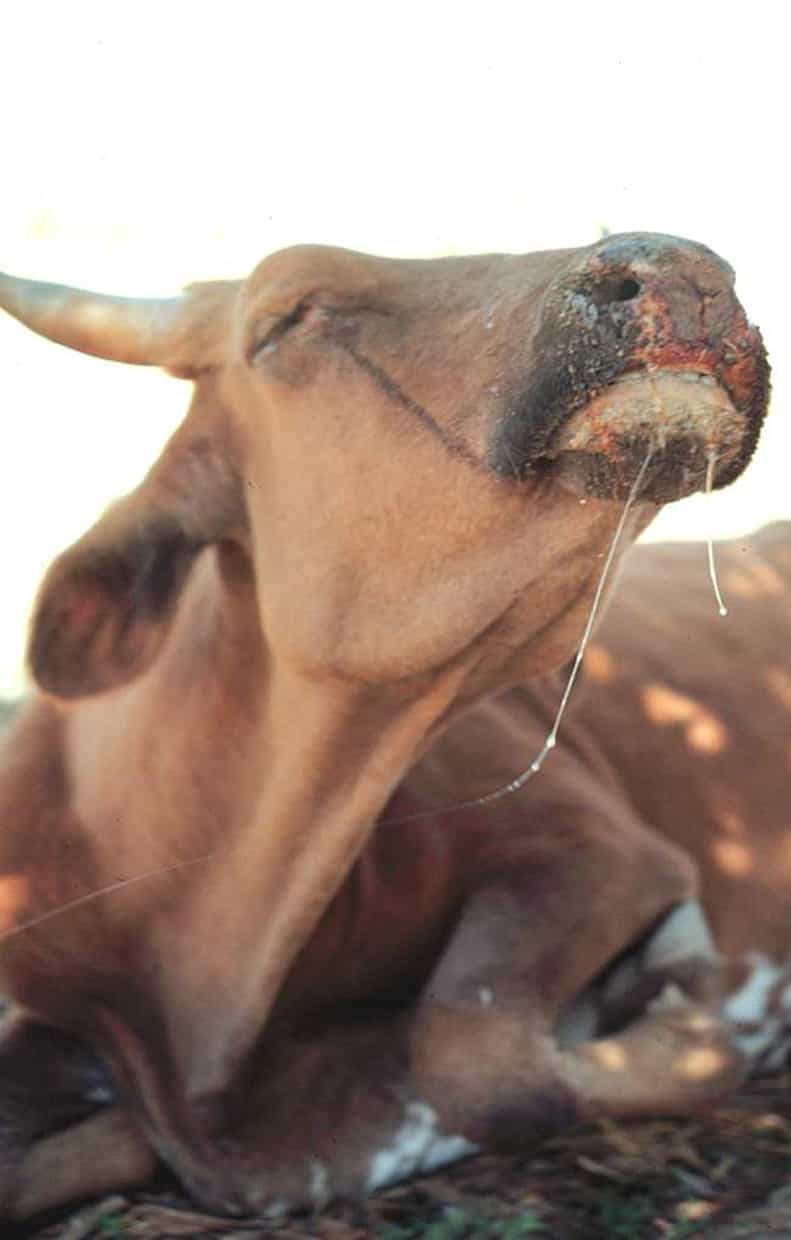 La peste bovine entraîne la mort d'une grande majorité des animaux infectés. © OIE