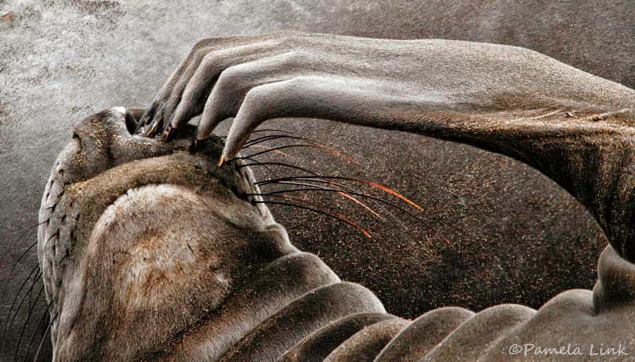Image d'un phoque se grattant le visage. Le nombre de récepteurs sensoriels varie d'un endroit à l'autre du corps. Le visage et les extrémités en sont particulièrement pourvus. © PamLink, Flickr, cc by nc 2.0