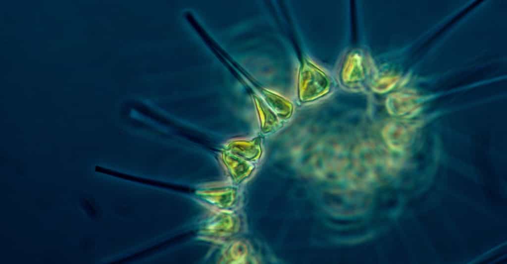 Pour les chercheurs du Massachusetts Institute of Technology (MIT – États-Unis), la situation est claire : la productivité du phytoplancton décline. Et ce n’est pas une bonne nouvelle pour la chaîne alimentaire. © FotoshopTofs, Pixabay License