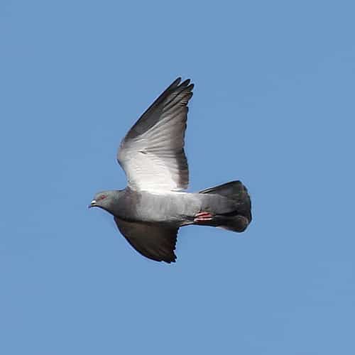 Les pigeons pèsent entre&nbsp;400 et 800 g. Ils ne devraient donc&nbsp;pas être&nbsp;gênés par les 30 g du Google Bird. ©&nbsp;Openread, Flickr, cc&nbsp;by&nbsp;nc&nbsp;nd 2.0