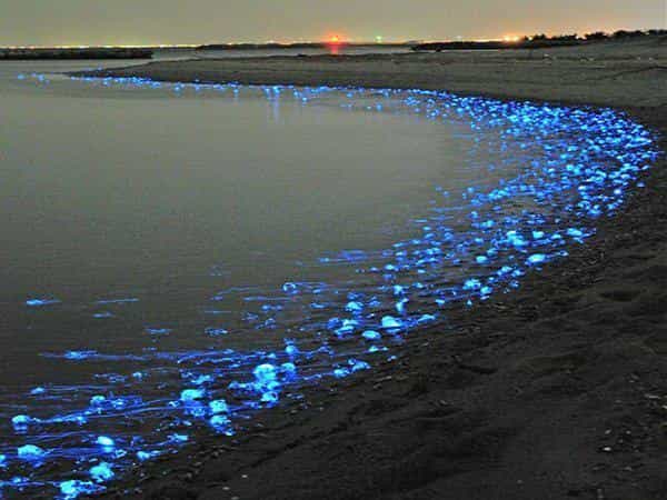 Au clair de lune, le plancton brille sur la plage. Ou comment prendre un bain de minuit mémorable !&nbsp;© DR