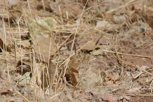 Des chercheurs ont montré qu'à cause du réchauffement climatique, les herbivores et très probablement les plantes vont se raréfier. &copy; quinn anya, Flickr, cc by sa 2.0