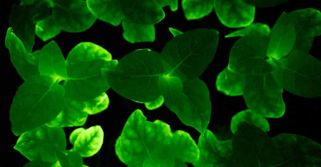 En insérant de l’ADN de champignon dans des plants de tabac, des chercheurs de l’Institut de chimie bioorganique de l’Académie russe des sciences — et d'autres — ont obtenu une bioluminescence intense et stable. © MRC London Institute of Medical Sciences