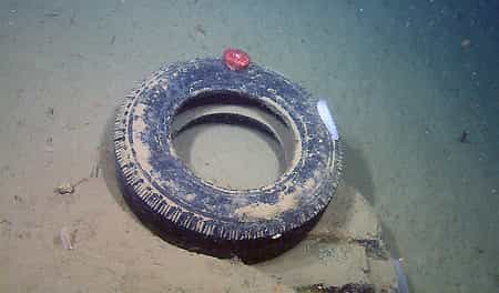 Ce pneu usé a été trouvé par 868 m de fond dans la baie de Monterey, au large de la Californie, où il sert désormais de support pour des organismes qui ne devraient pas vivre là. © Mbari, 2009
