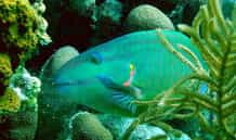 Un poisson perroquet qui prolifère dans les réserves marines et broute les algues des récifs coralliens. © University of Exeter