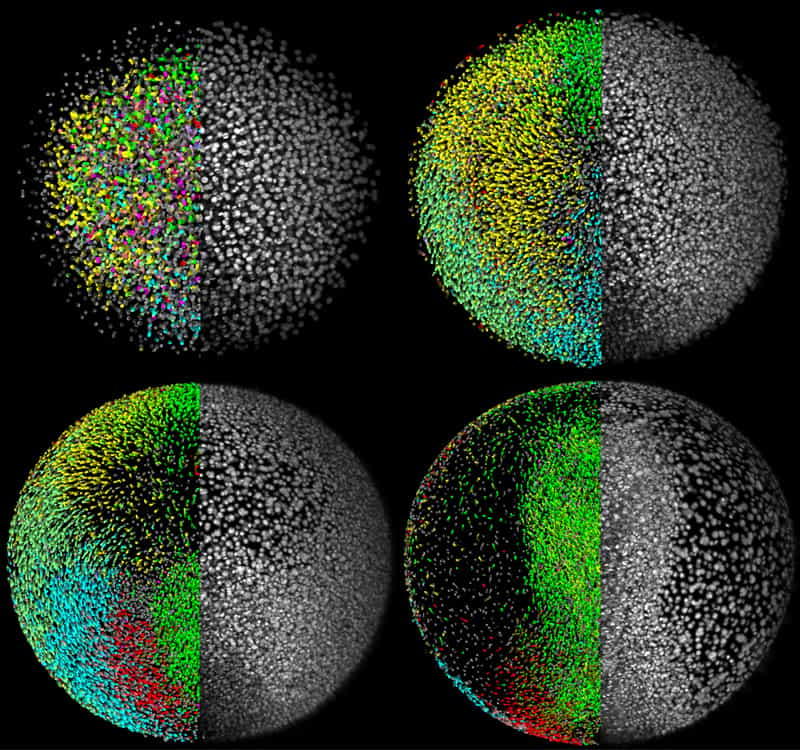 Quatre images du modèle numériques. Sur les moitiés gauches, les couleurs indiquent la direction des mouvements cellulaires. Les parties droites montrent les images des tissus. © Philipp Keller/EMBL