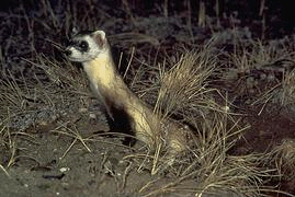 Les putois à pieds-noirs font partie des quelques espèces animales réintroduites. © DR