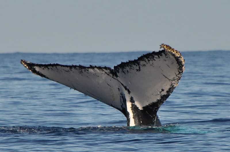Les baleines à fanons et les cachalots figurent parmi les plus grands mammifères du monde. Décimées de 66 à 90 % du temps de leur chasse, les populations se repeuplent depuis quelques décennies. © Annerun974, Wikimedia Commons, cc by sa 3.0