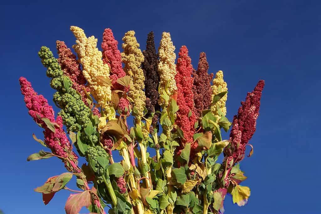 La Bolivie et le Pérou sont les deux premiers producteurs mondiaux du quinoa, une plante qui peut afficher de multiples couleurs. Les graines servaient déjà d'aliment de base aux civilisations précolombiennes. © Biodiversity International, Flickr, cc by nc nd 2.0