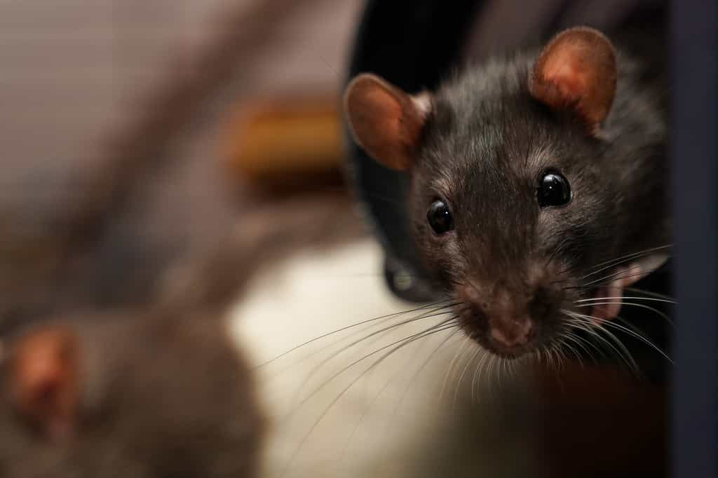 Les rats sont joueurs et aiment les câlins. © Jimmy, Fotolia