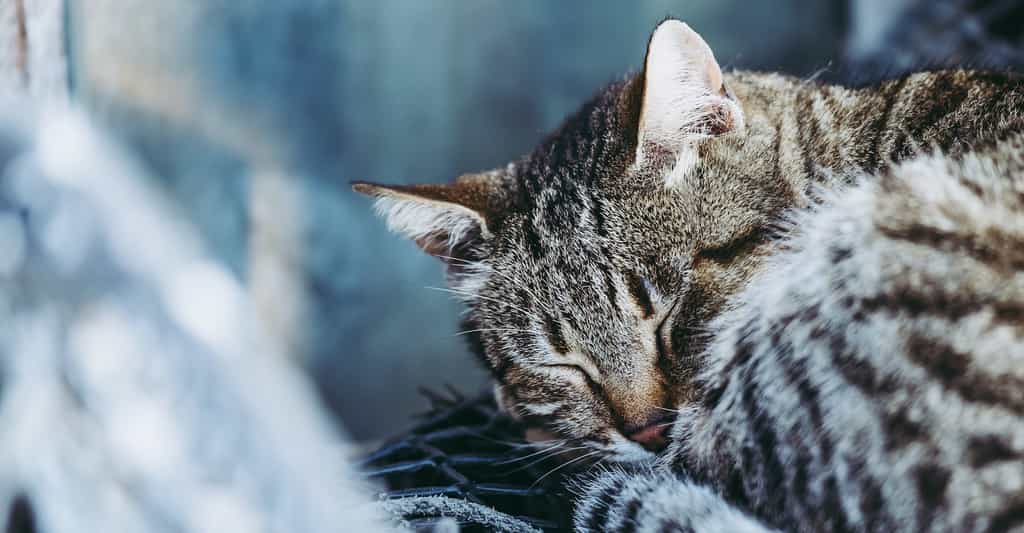 Des chercheurs de l’Institut de biotechnologie HudsonAlpha (États-Unis) ont identifié un gène qui préside aux motifs sur les pelages des chats tigrés. © PicsArt, Adobe Stock
