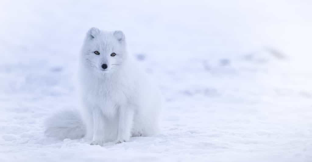 Des chercheurs ont pu suivre un renard arctique de la Norvège jusqu’au Canada. © Jonatan Pie, Unsplash