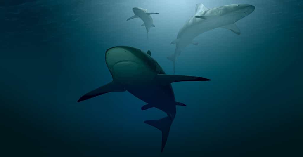 Pour David Gruber, professeur à la City University de New York (États-Unis), les requins sont des créatures formidables dotées de super-pouvoirs fascinants. Ainsi un incroyable sens de l’odorat ou des ampoules de Lorenzini qui leur permettent de détecter des champs électromagnétiques. Et la capacité d’émettre une lumière verte fluorescente comme nul autre sous l’eau. © PIRO4D, Pixabay License