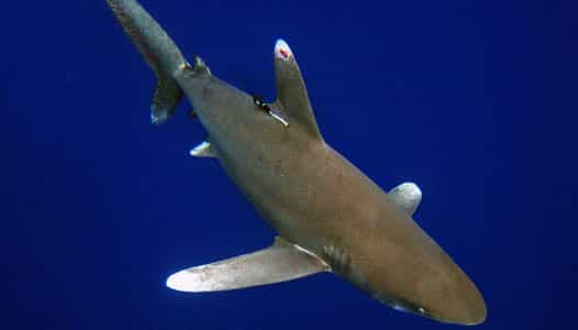 Aux Bahamas, 11 requins longimanes ont été balisés et suivis durant 245 jours. Les trajectoires enregistrées ont montré qu'ils pouvaient parcourir jusqu’à 4.000 km dans l'océan, mais qu’ils revenaient toujours dans les eaux protégées des Bahamas. Toutefois, ce type de balise ne donne que des indications sur la position, et non sur&nbsp;le comportement des requins.&nbsp;© Debra Canabal, Epic Diving
