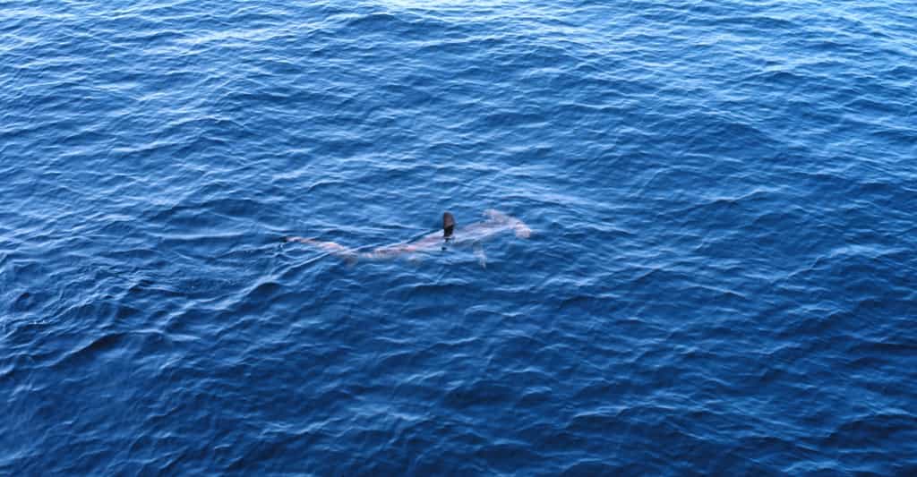 Le requin marteau commun apprécie particulièrement les eaux côtières peu profondes et chaudes. Jamais on n’en avait observé un dans les eaux irlandaises. Une preuve que l’océan se réchauffe. © John Bortniak, NOAA Corps, Wikipedia, Domaine public