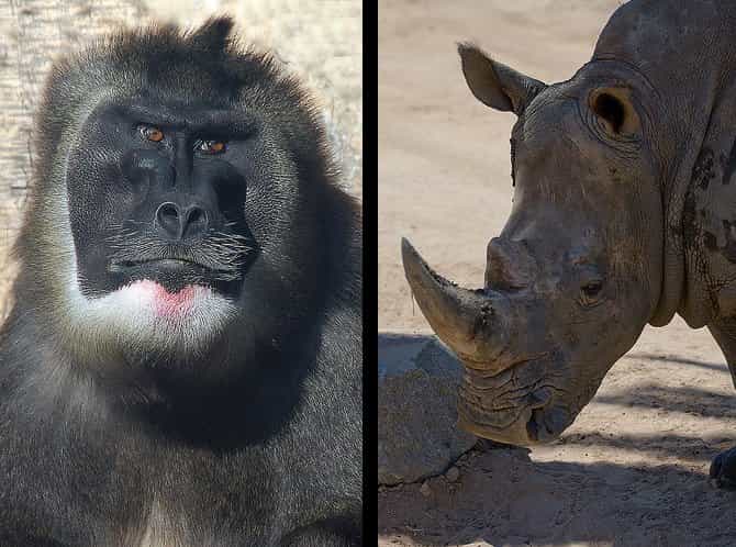 Le drill et le rhinocéros blanc du nord sont deux espèces en voie d'extinction. Mais l'apport de la biologie cellulaire et plus particulièrement des cellules pluripotentes induites, pourrait sauver ces deux espèces. &copy;&nbsp;Elya, Flickr, cc by nc  2.0 (rhinocéros) et Ronile35, Flickr, cc by nc sa 2.0 (drill)